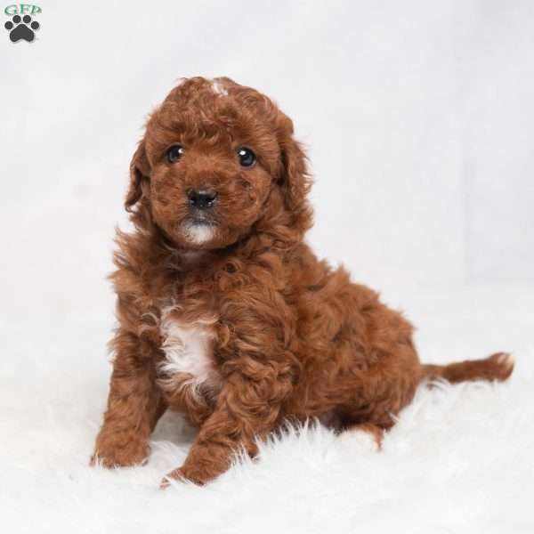 Quentin, Cavapoo Puppy